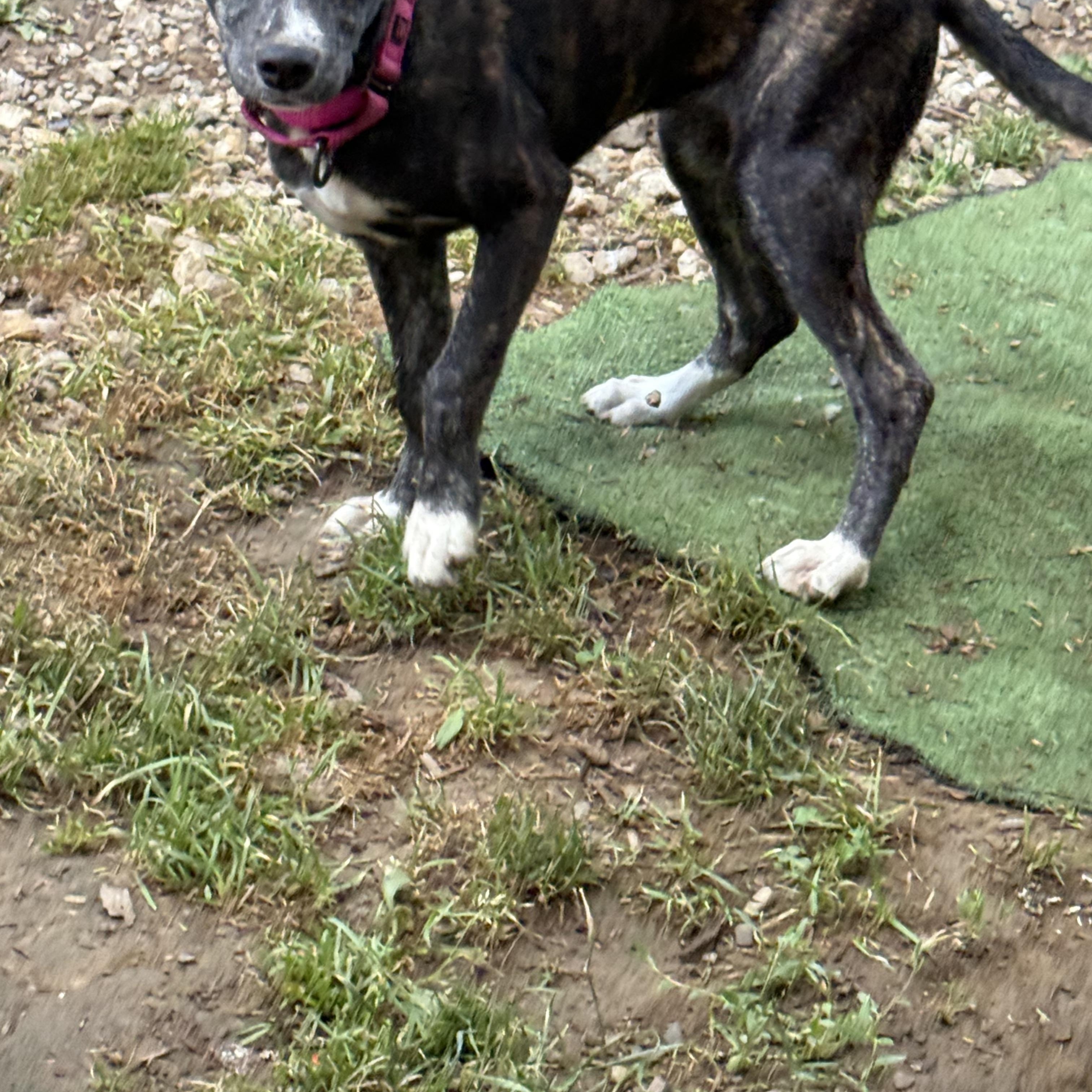 Olive, a ADOPTABLE mixed breed in Danbury, CT image 3/6