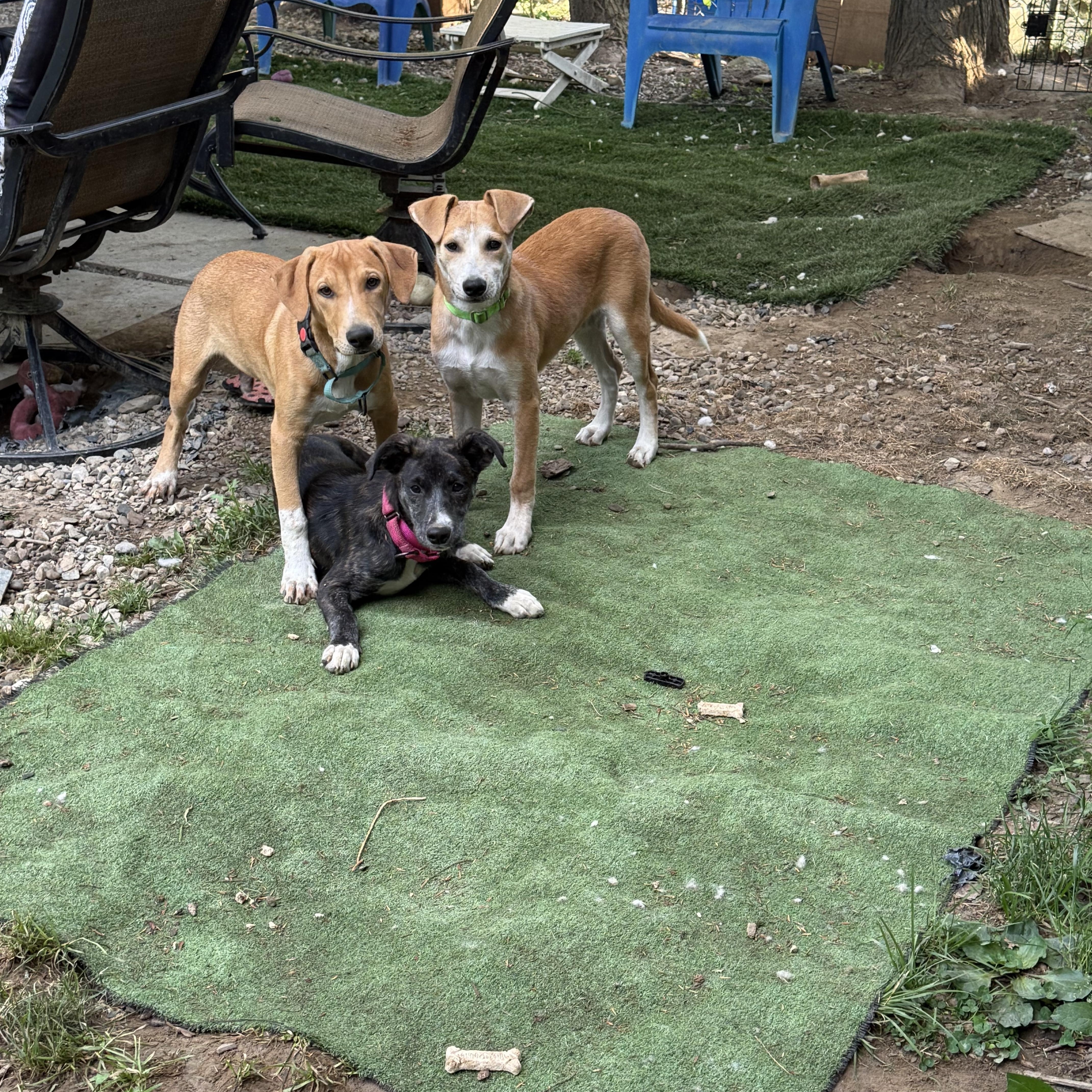 Olive, a ADOPTABLE mixed breed in Danbury, CT image 6/6