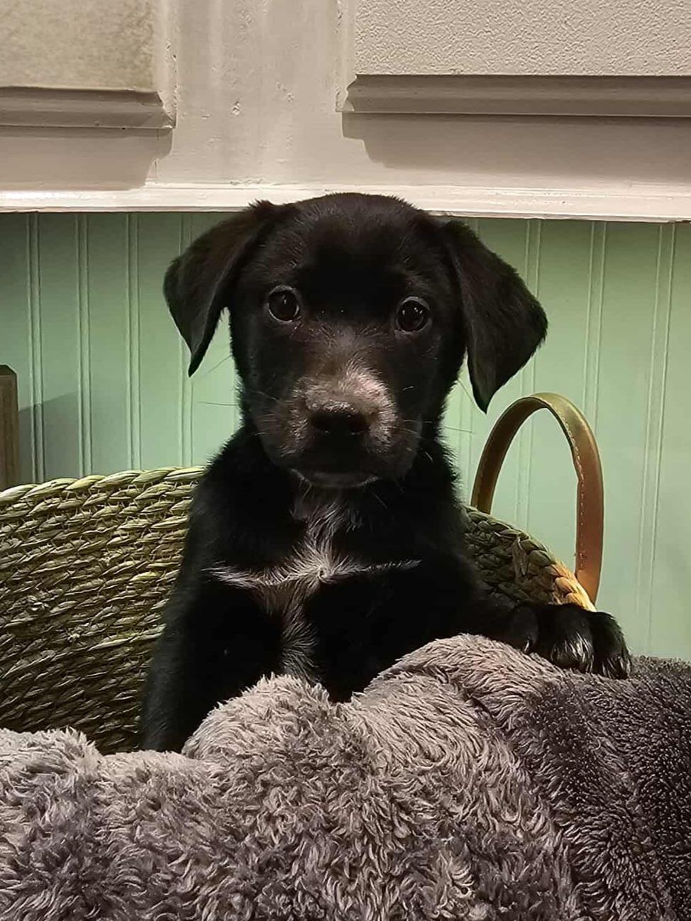 Enlarge Jingle, a ADOPTABLE Mixed Breed in Rochester , NY image 3/5