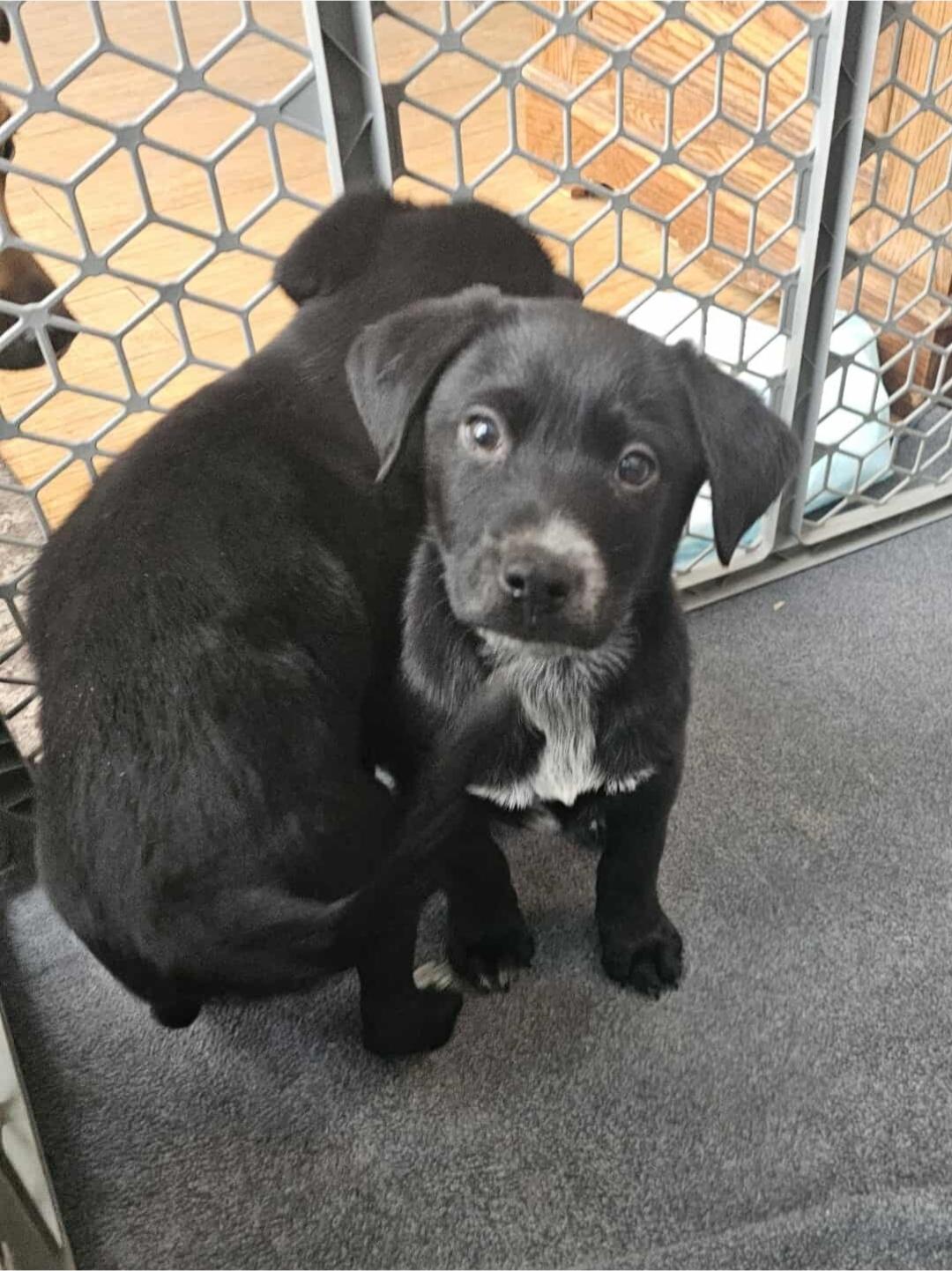 Enlarge Jingle, a ADOPTABLE Mixed Breed in Rochester , NY image 2/5