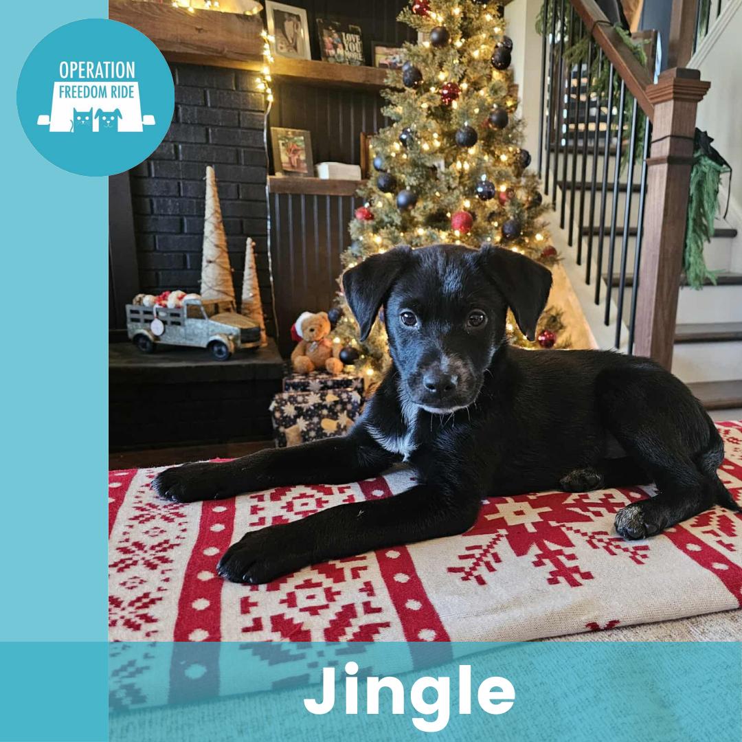 Enlarge Jingle, a ADOPTABLE Mixed Breed in Rochester , NY image 1/5