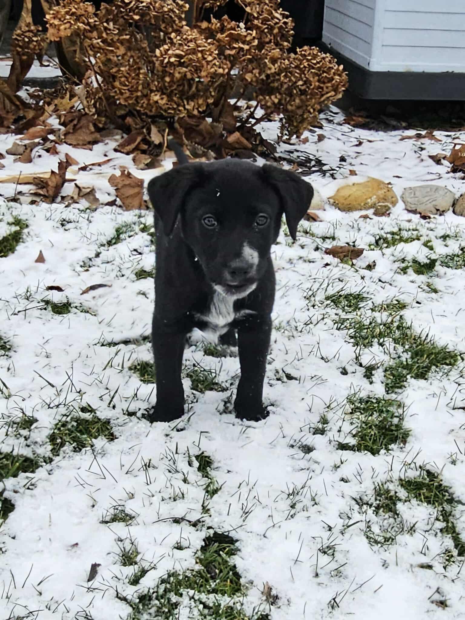 Enlarge Jingle, a ADOPTABLE Mixed Breed in Rochester , NY image 4/5