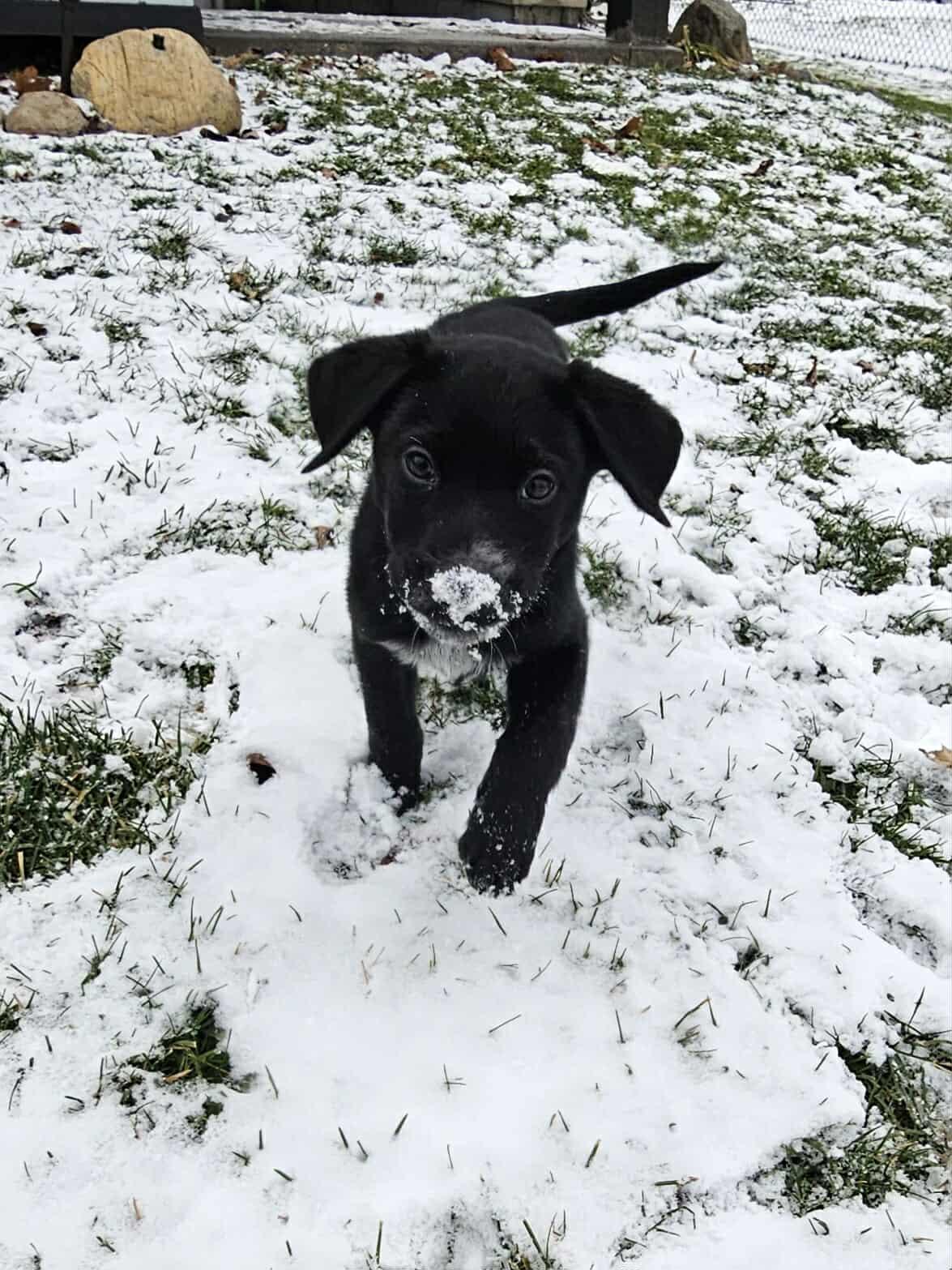 Enlarge Jingle, a ADOPTABLE Mixed Breed in Rochester , NY image 5/5