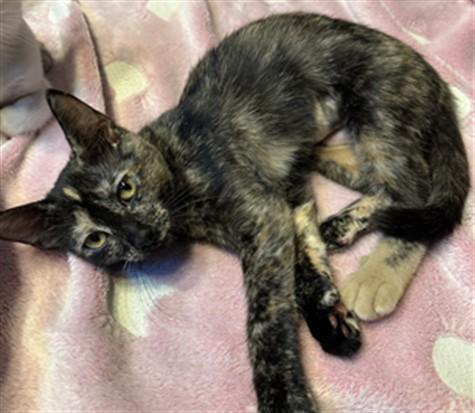 Enlarge JOEJOE, a Adoptable Domestic Short Hair in Ames, IA image 1/1