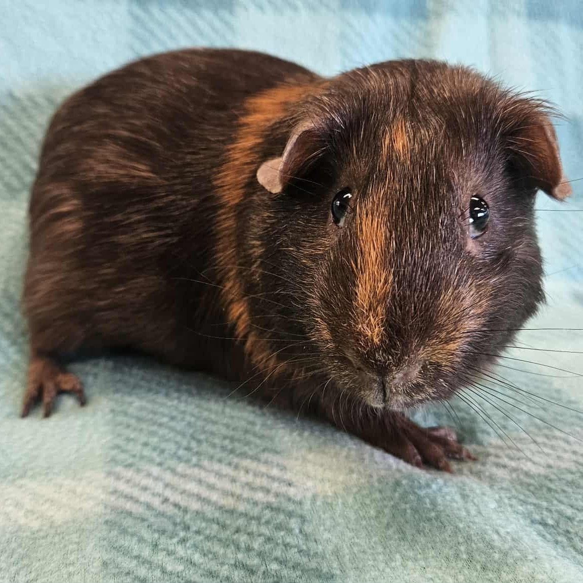 Simba