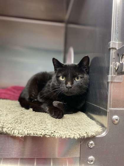 Enlarge Koko, a Adoptable mixed breed in Fergus Falls, MN image 1/3