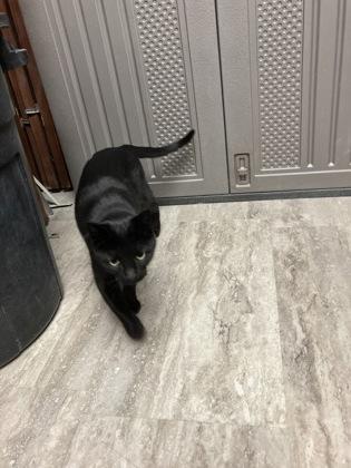Enlarge Koko, a Adoptable mixed breed in Fergus Falls, MN image 2/3