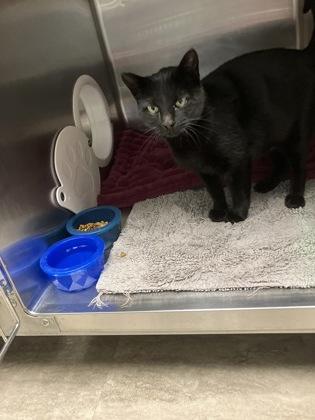 Enlarge Koko, a Adoptable mixed breed in Fergus Falls, MN image 3/3