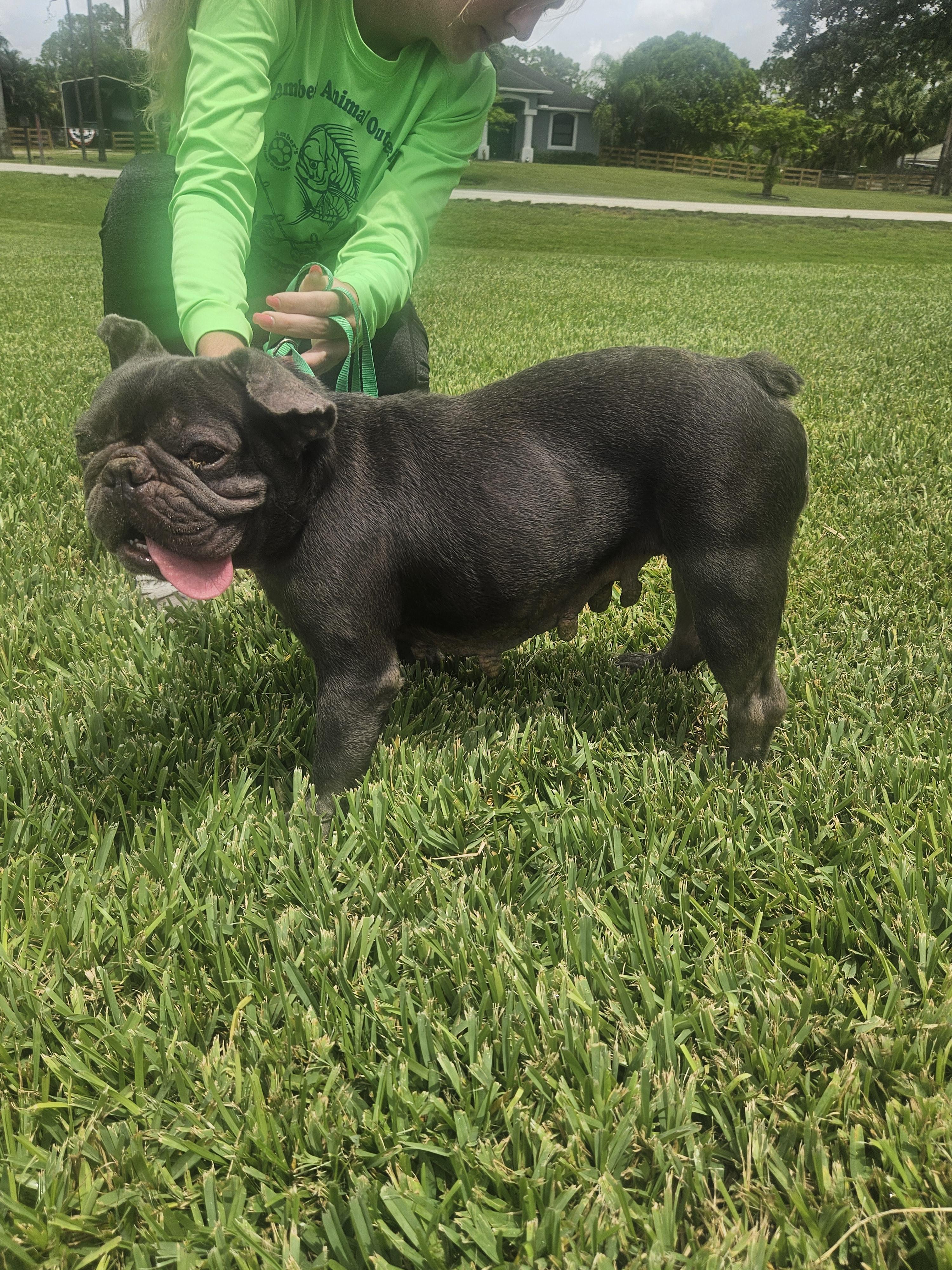 Enlarge Lilac, a ADOPTABLE French Bulldog in Loxahatchee, FL image 2/2