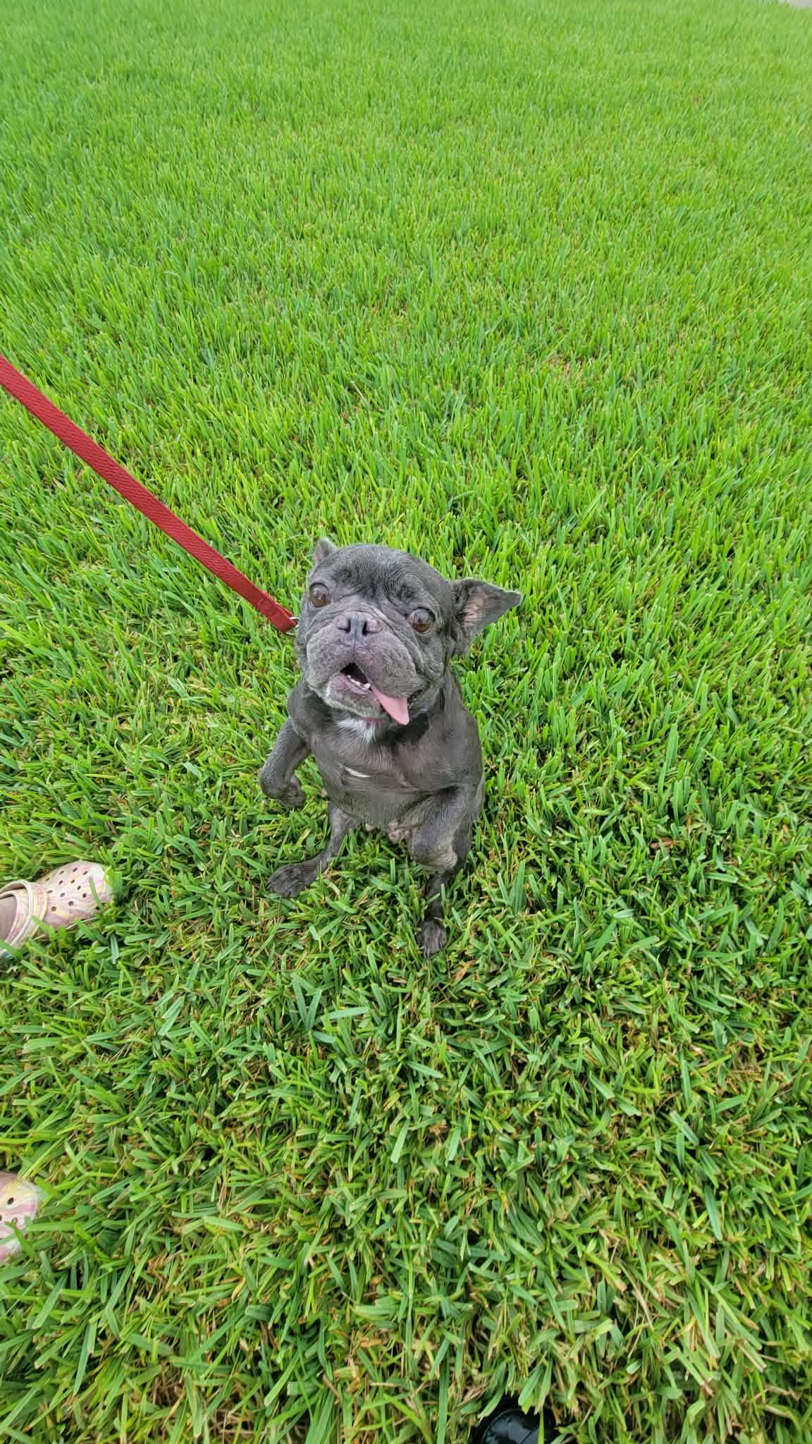 Lilac, ADOPTABLE, Adult Female French Bulldog.