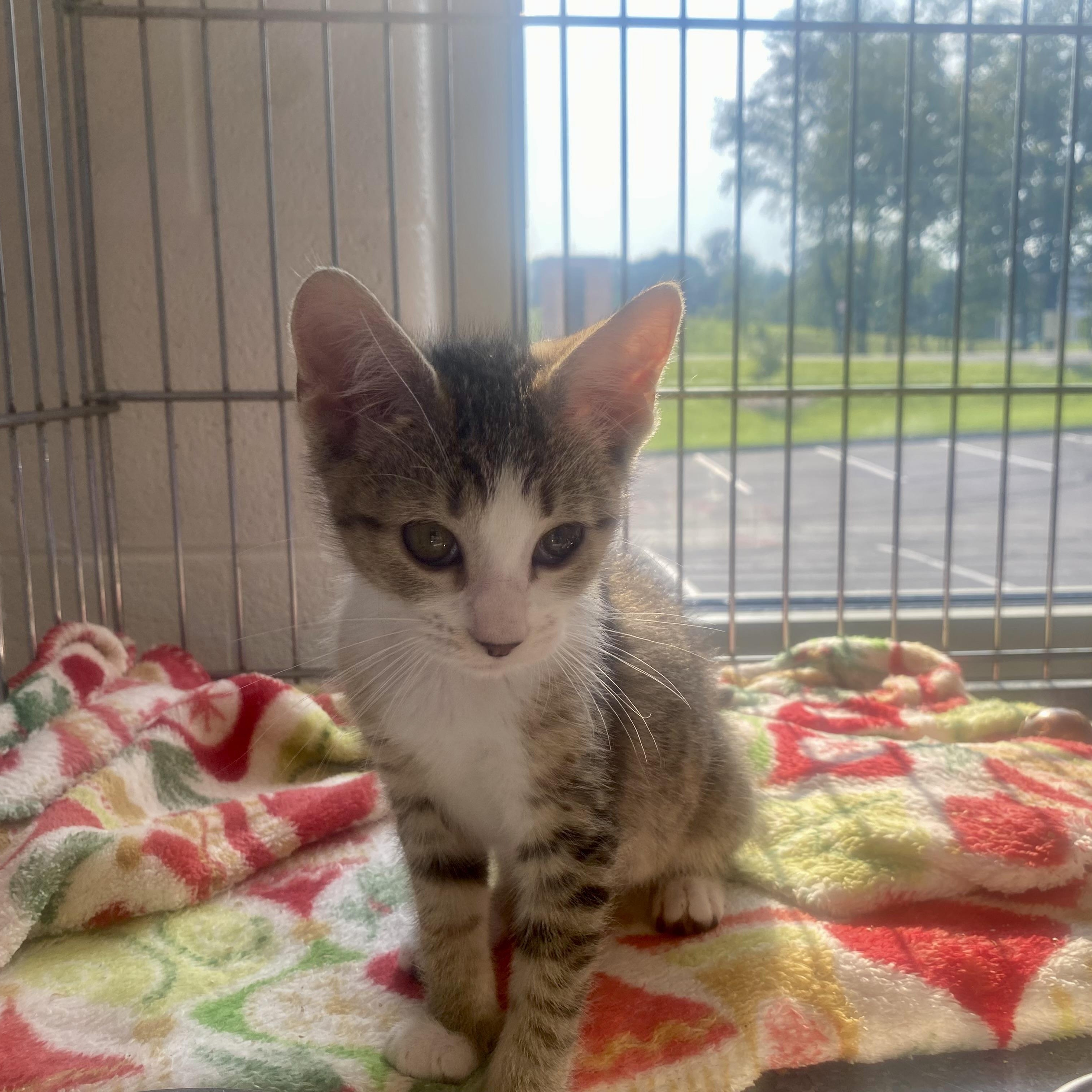 Bri, adopted, Kitten Female Domestic Short Hair.
