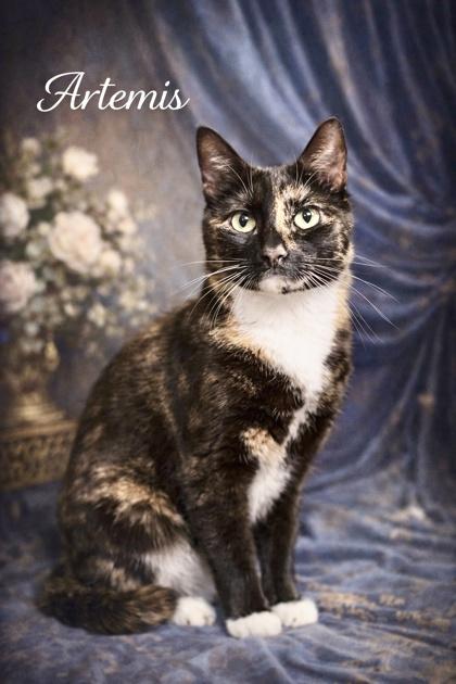 Enlarge Artemis, a Adoptable Domestic Short Hair in New Freedom, PA image 1/1