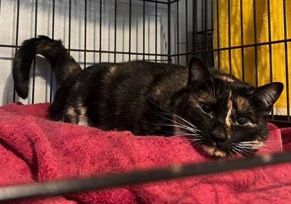 Artemis, Adoptable, Senior Female Domestic Short Hair & Domestic Short Hair.
