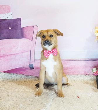 GOLDINI, ADOPTABLE, Young Female Labrador Retriever.