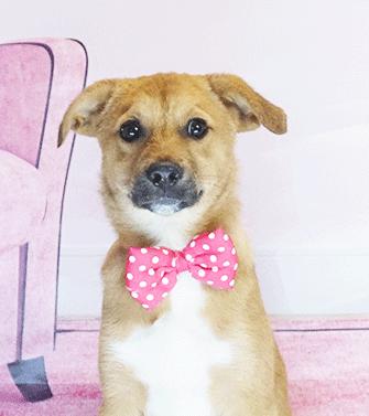 Enlarge GOLDINI, a ADOPTABLE mixed breed in Castro Valley, CA image 2/3