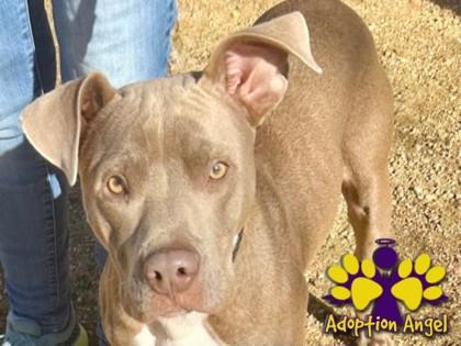 Enlarge Mama Glitter, a ADOPTABLE Mixed Breed in Georgetown, TX image 2/5