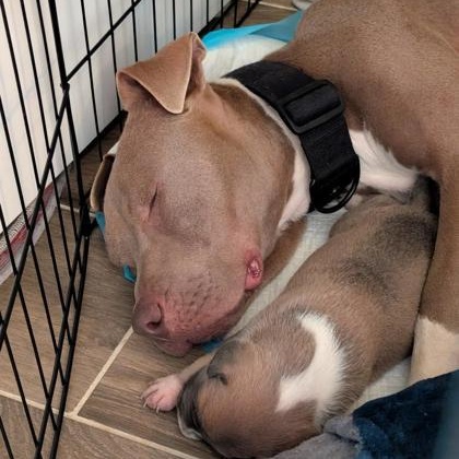 Enlarge Mama Glitter, a ADOPTABLE Mixed Breed in Georgetown, TX image 4/5