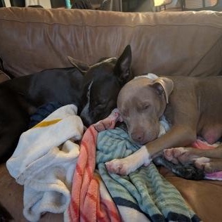 Enlarge Mama Glitter, a ADOPTABLE Mixed Breed in Georgetown, TX image 5/5