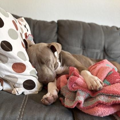 Enlarge Mama Glitter, a ADOPTABLE Mixed Breed in Georgetown, TX image 3/5