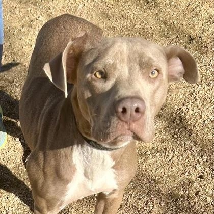 Enlarge Mama Glitter, a ADOPTABLE Mixed Breed in Georgetown, TX image 1/5