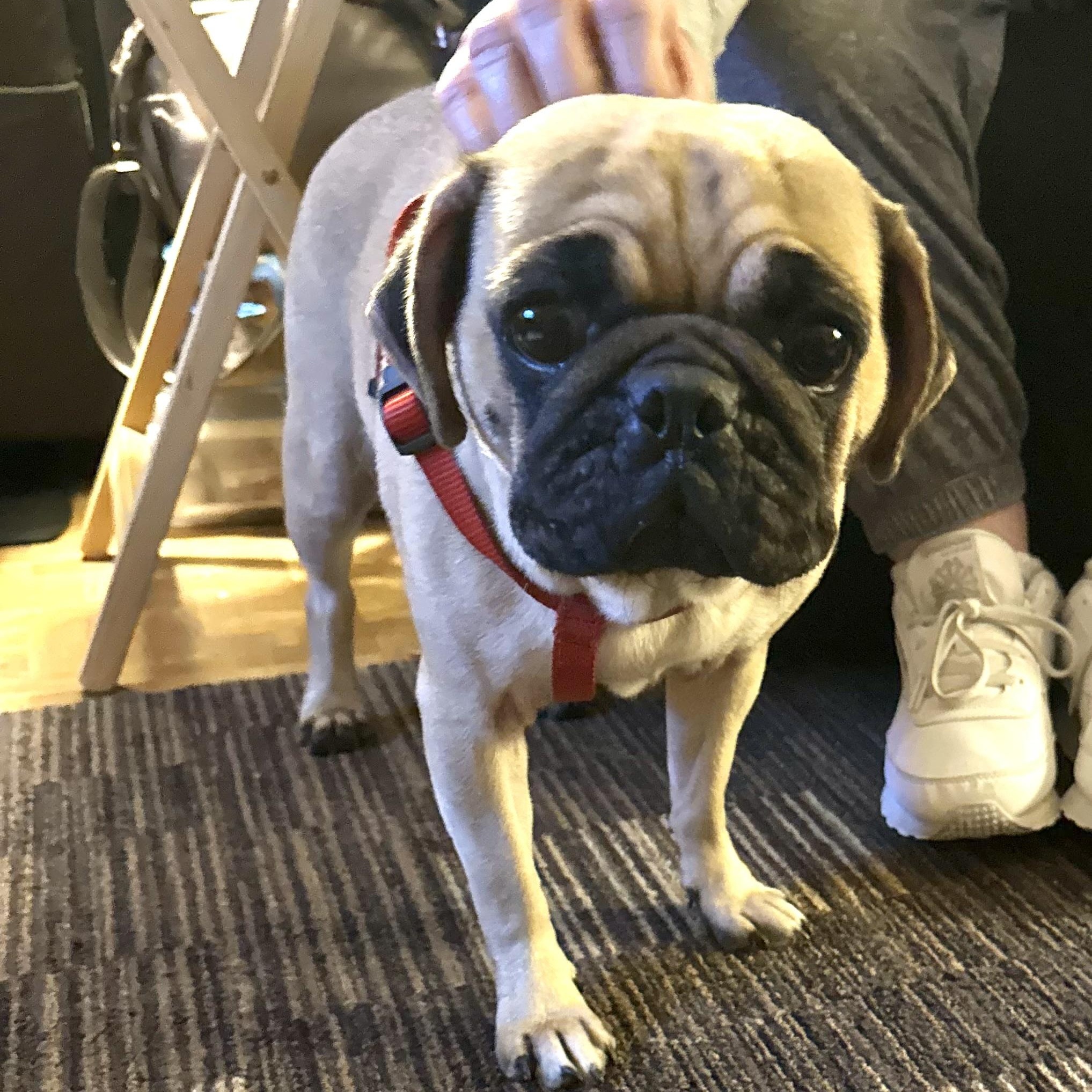 Enlarge Luna, a ADOPTABLE Pug in Mount Prospect, IL image 6/6