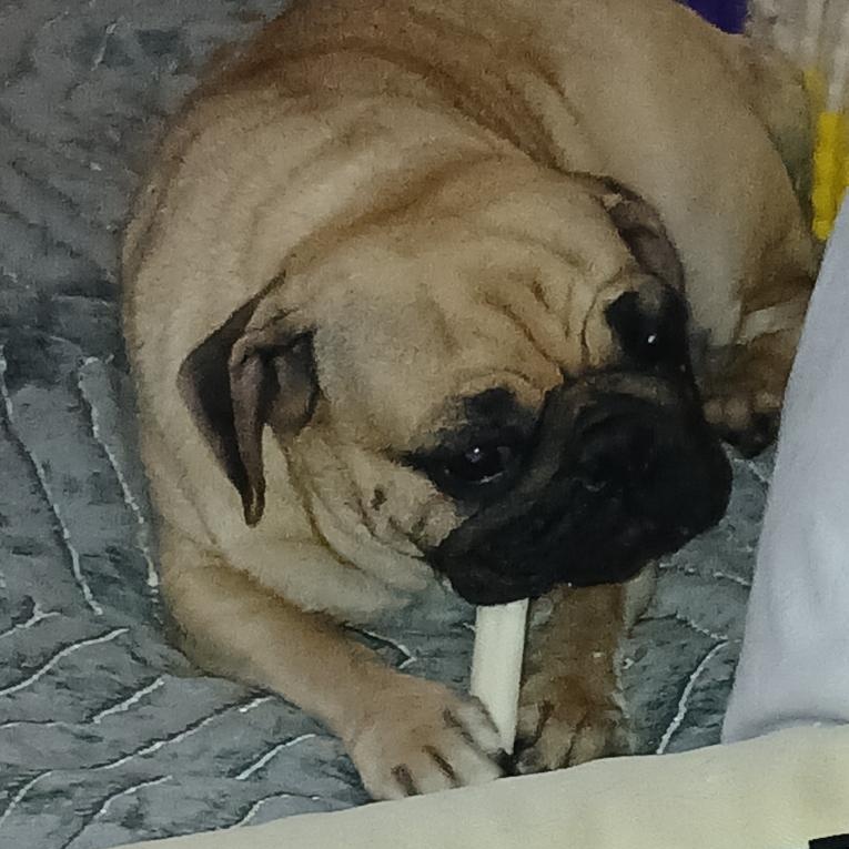 Enlarge Luna, a ADOPTABLE Pug in Mount Prospect, IL image 4/6