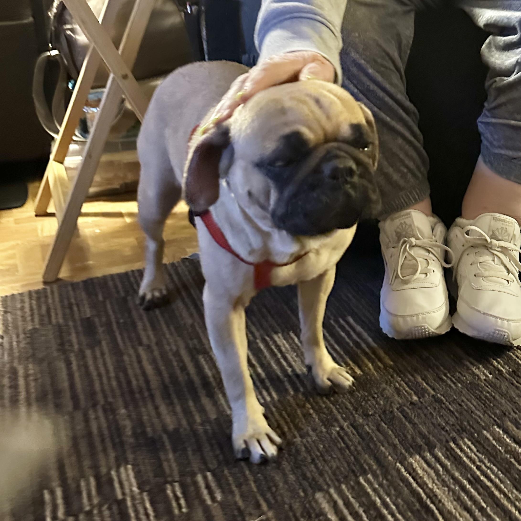 Enlarge Luna, a ADOPTABLE Pug in Mount Prospect, IL image 5/6