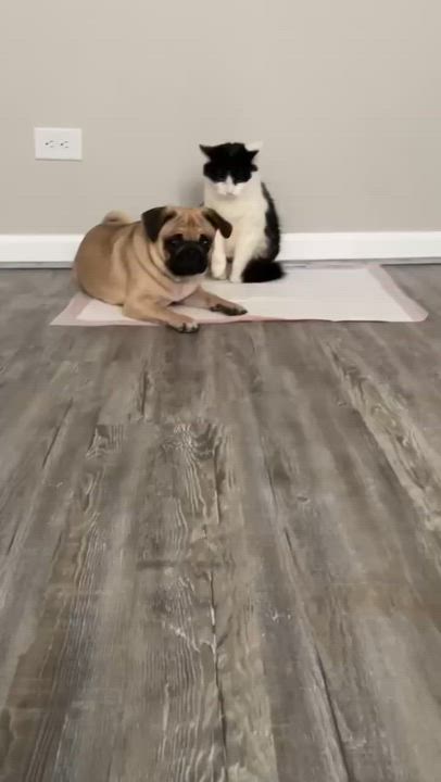 Enlarge Luna, a ADOPTABLE Pug in Mount Prospect, IL video 3/6