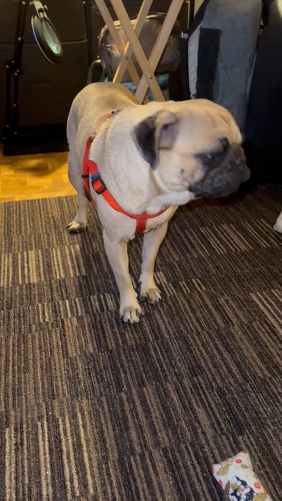 Enlarge Luna, a ADOPTABLE Pug in Mount Prospect, IL video 2/6