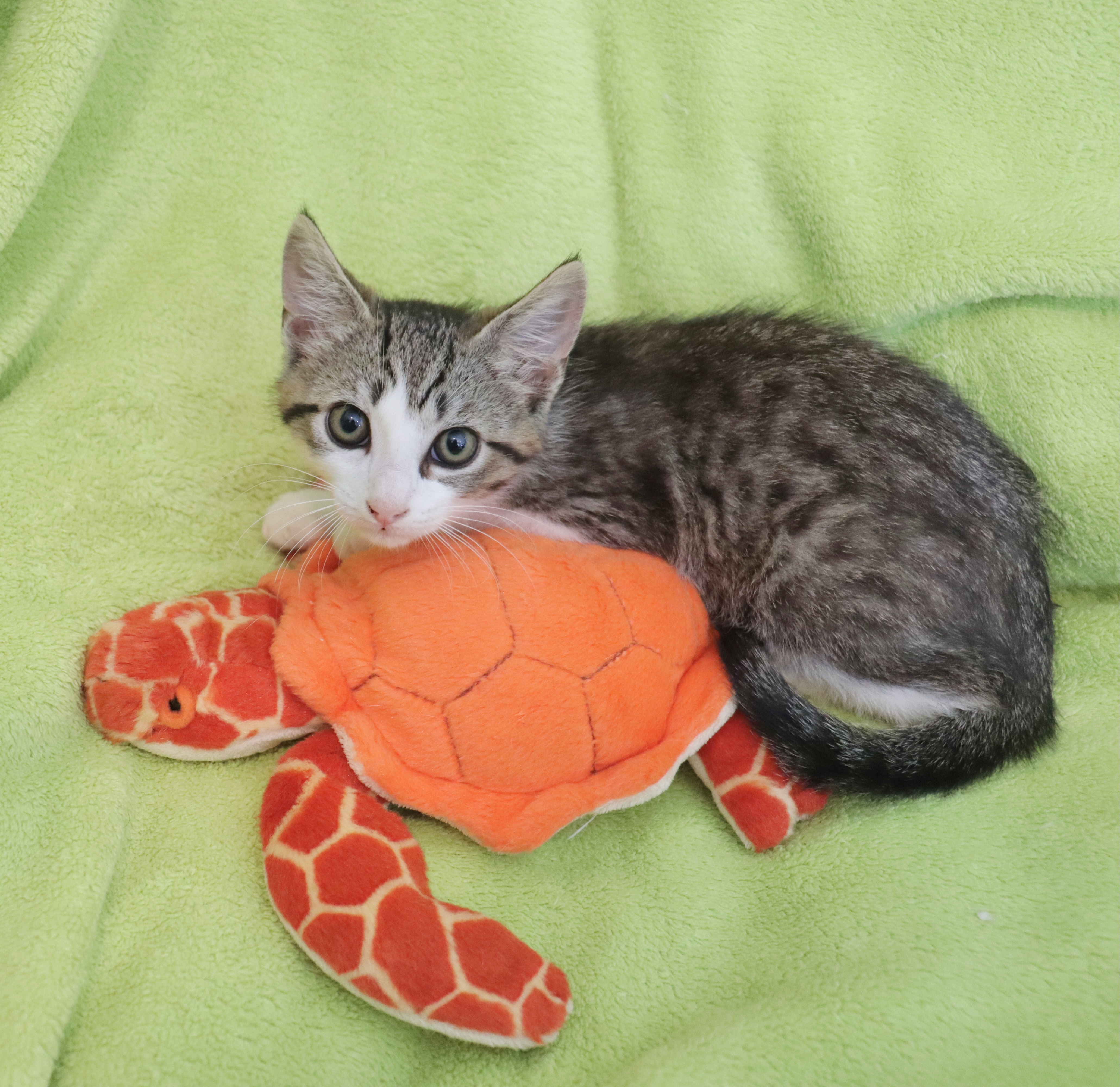 Enlarge Jerry, a Adoptable Domestic Short Hair in Saint Augustine, FL image 1/6