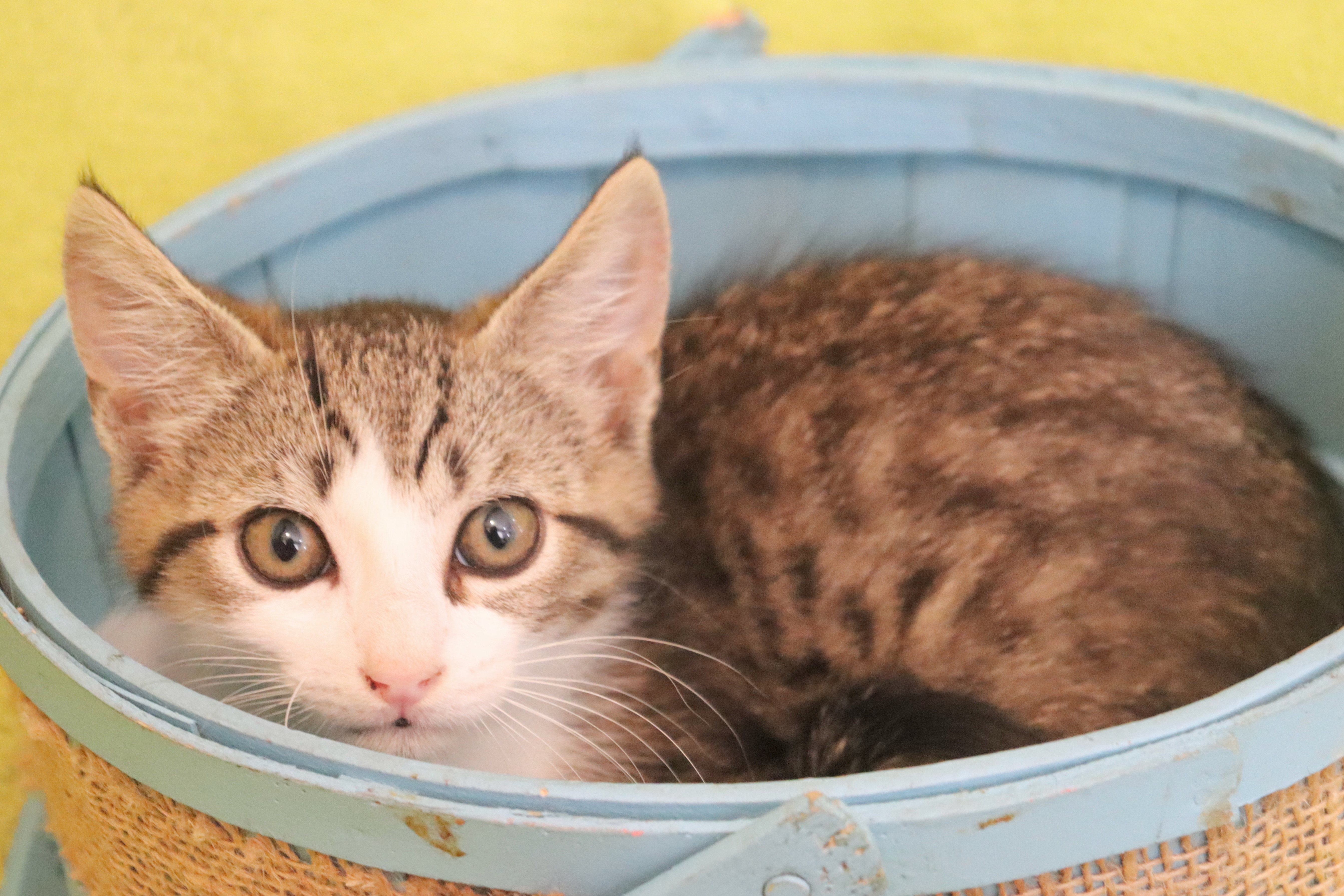 Enlarge Jerry, a Adoptable Domestic Short Hair in Saint Augustine, FL image 2/6