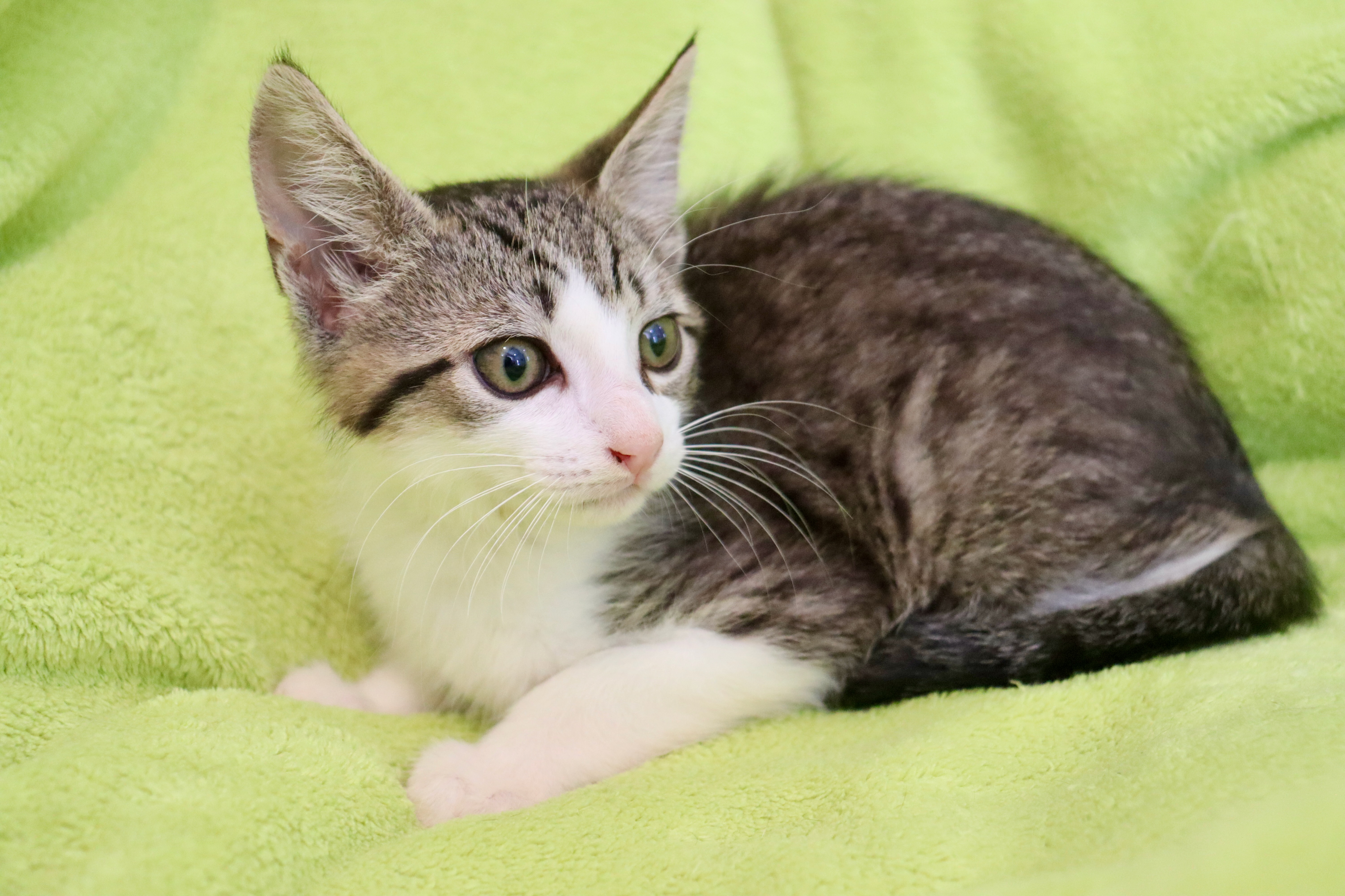 Jerry, Adoptable, Kitten Male Domestic Short Hair.