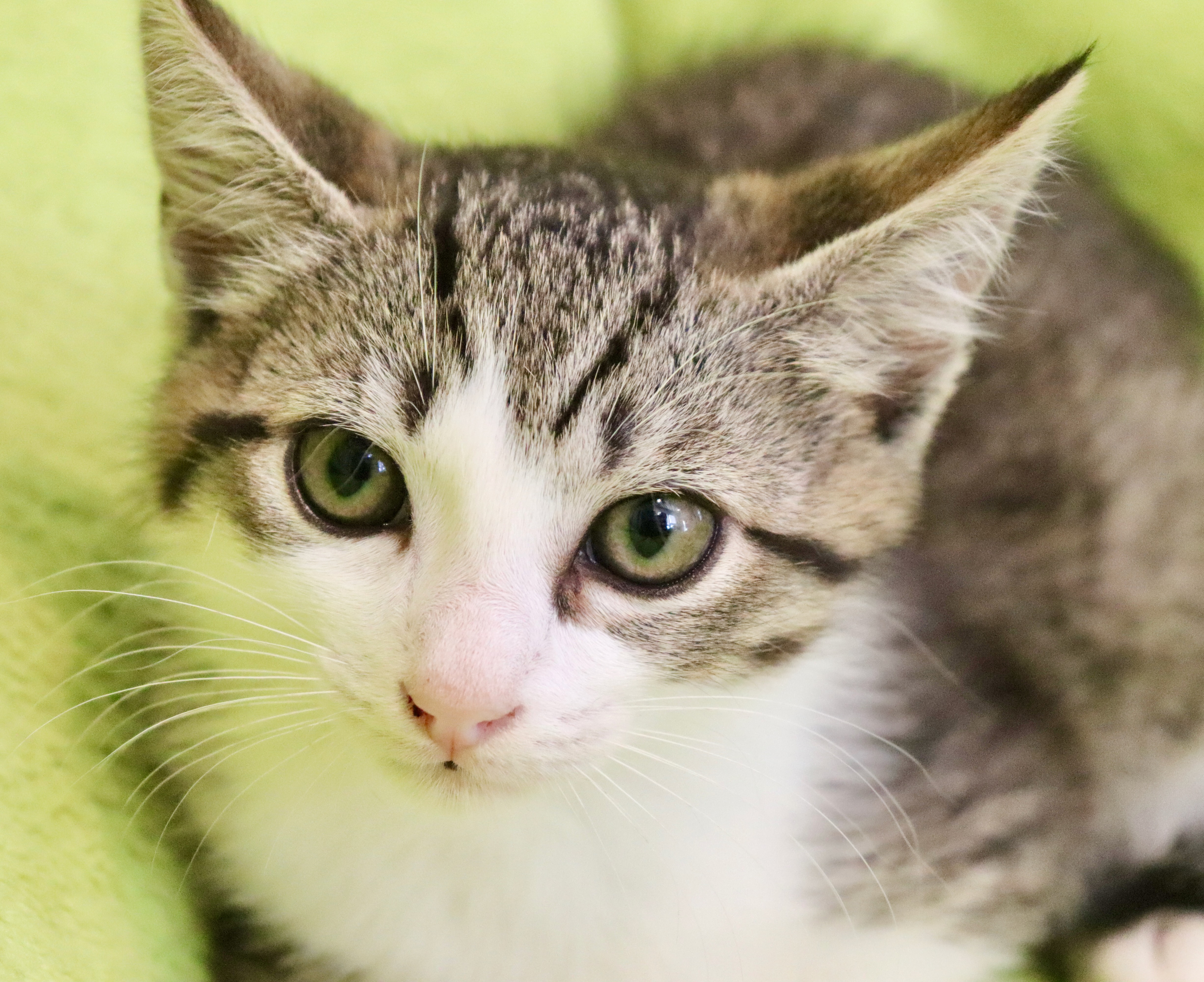 Enlarge Jerry, a Adoptable Domestic Short Hair in Saint Augustine, FL image 4/6