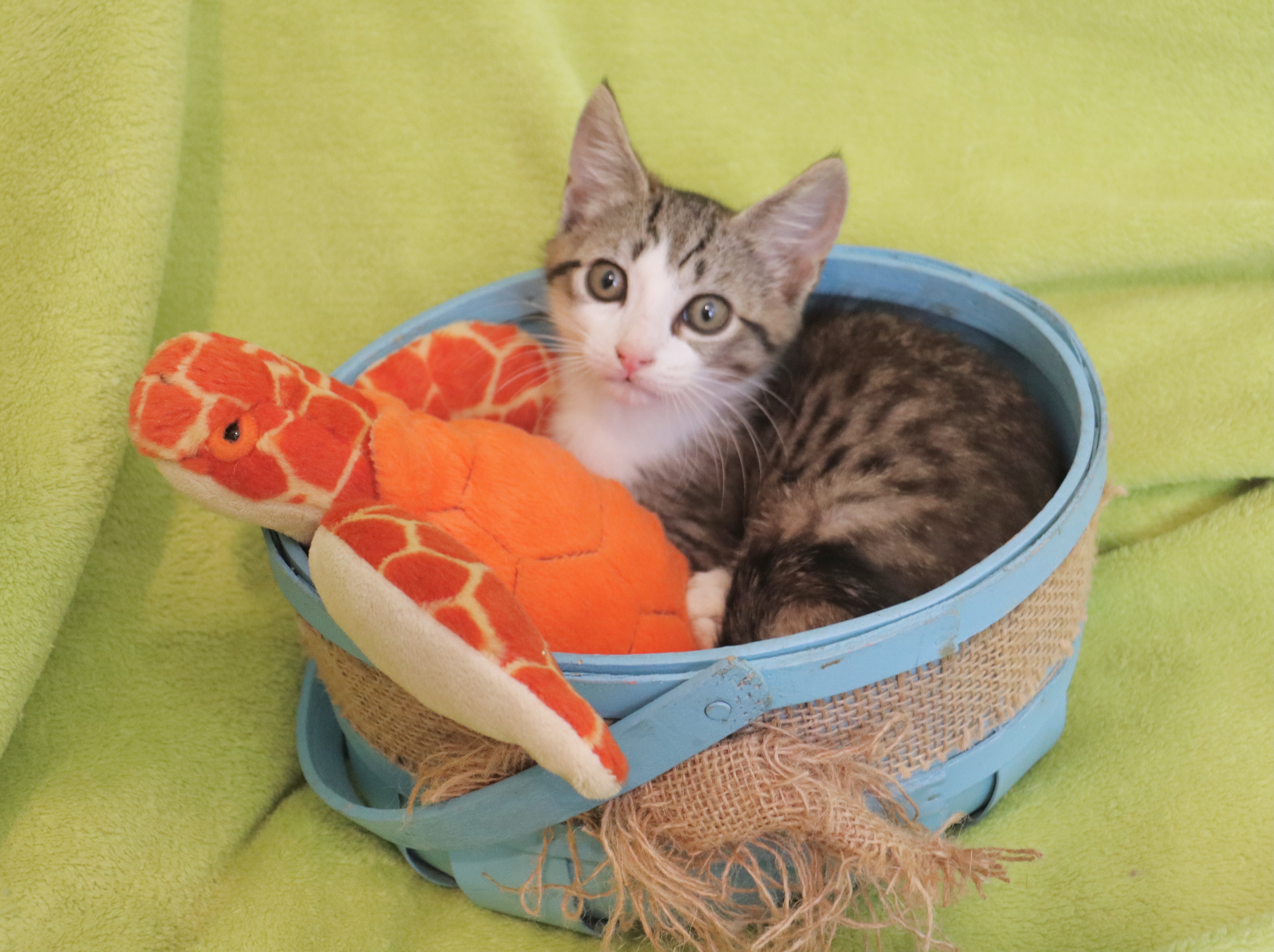 Enlarge Jerry, a Adoptable Domestic Short Hair in Saint Augustine, FL image 5/6