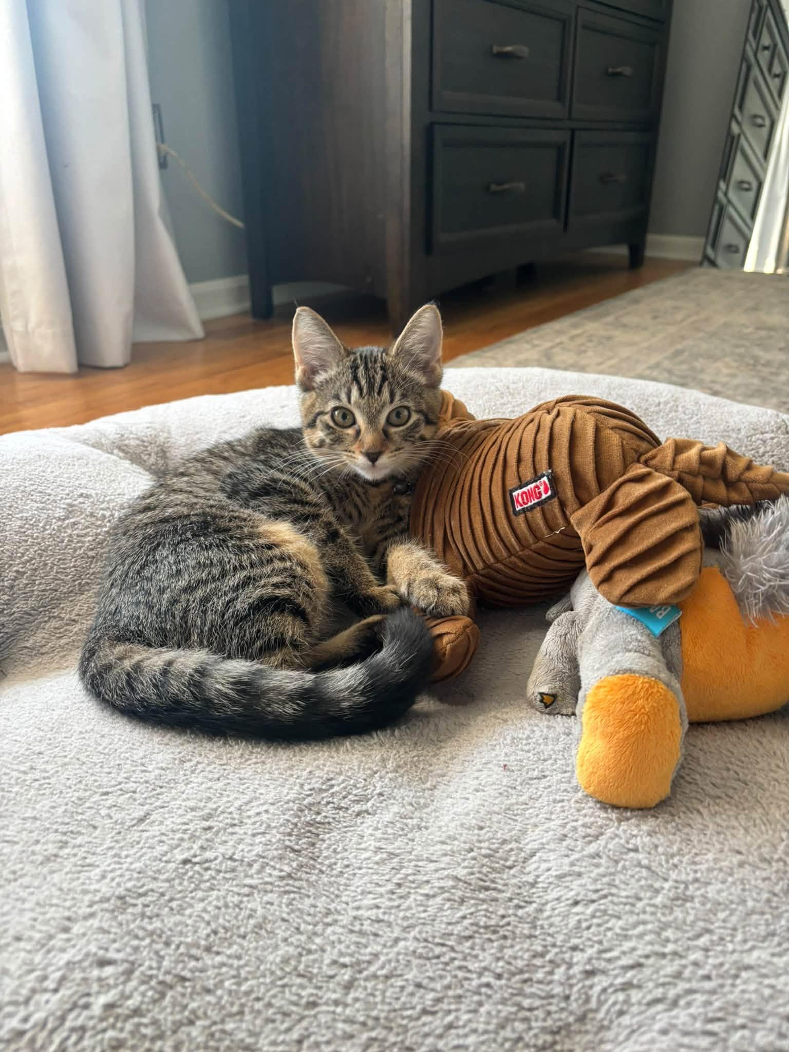 Enlarge Tabby, a Adoptable Domestic Short Hair in Fort Thomas, KY image 1/3
