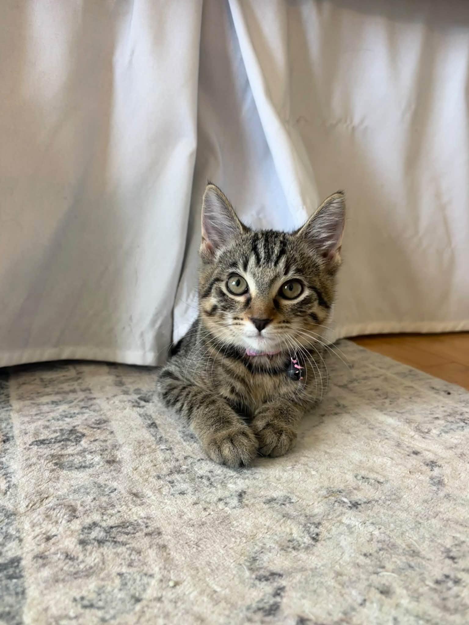 Enlarge Tabby, a Adoptable Domestic Short Hair in Fort Thomas, KY image 2/3