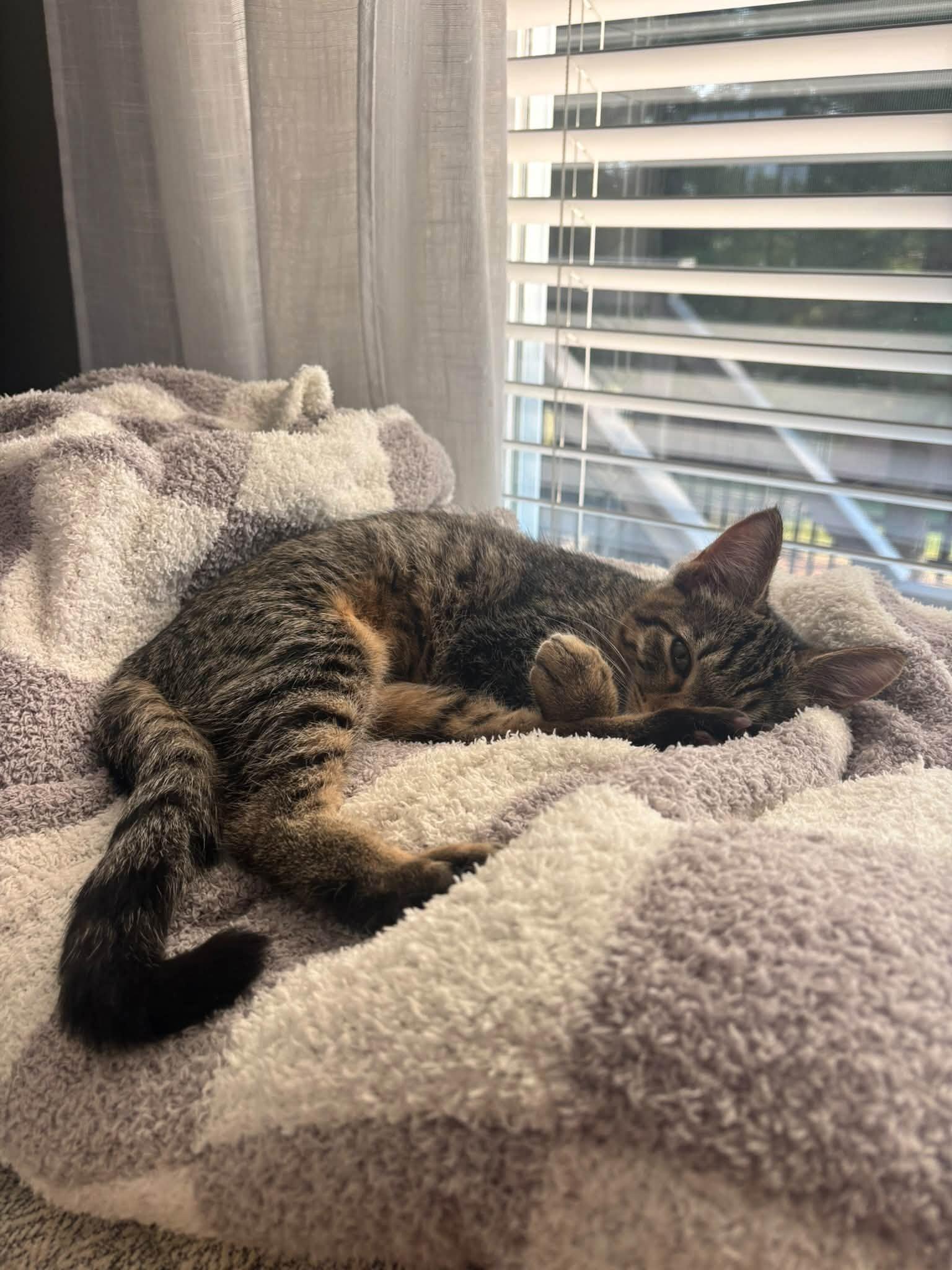 Enlarge Tabby, a Adoptable Domestic Short Hair in Fort Thomas, KY image 3/3
