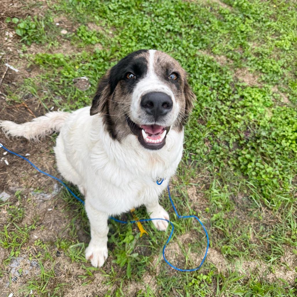 Krusty, Adoptable, Young Male Great Pyrenees.