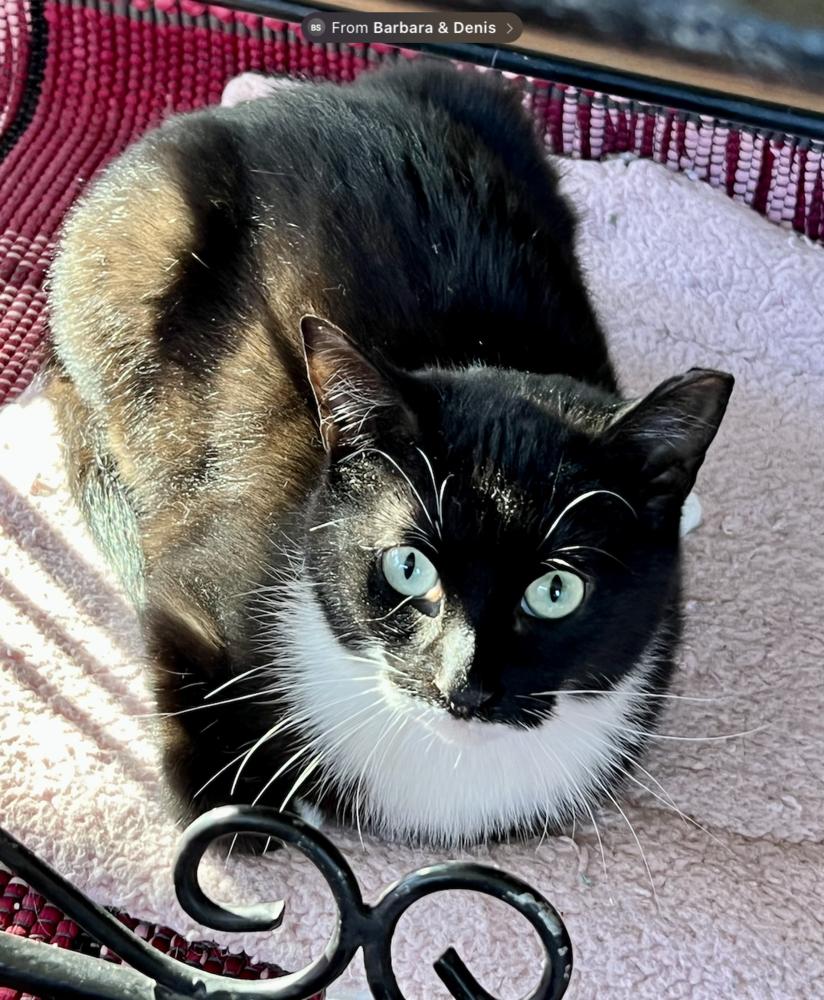 Scampy, Adoptable, Young Male Domestic Short Hair.