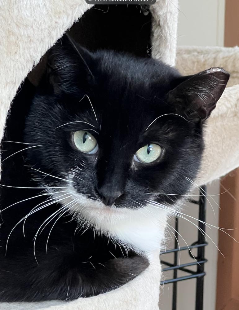 Scampy, a Adoptable mixed breed in Oradell, NJ image 2/5