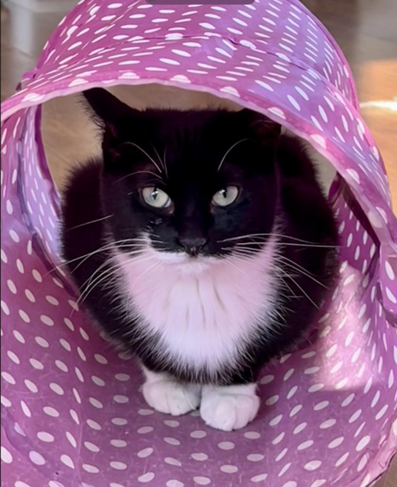 Scampy, a Adoptable mixed breed in Oradell, NJ image 3/5