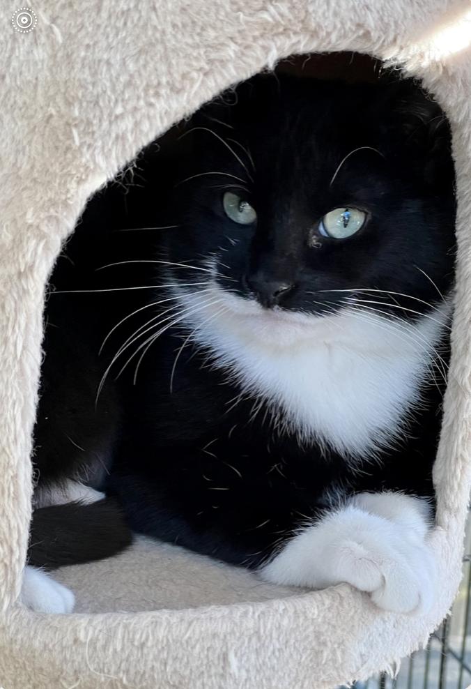 Scampy, a Adoptable mixed breed in Oradell, NJ image 4/5