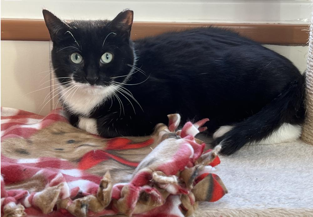 Scampy, a Adoptable mixed breed in Oradell, NJ image 5/5