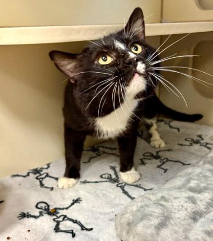 179803 Casserole (Off Site Foster), Adult Male Domestic Short Hair