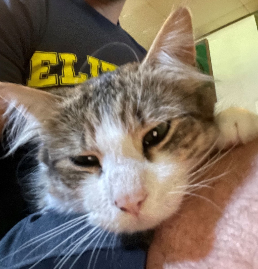 Enlarge Rusher, a Adopted Domestic Medium Hair in Newtown, CT image 1/4