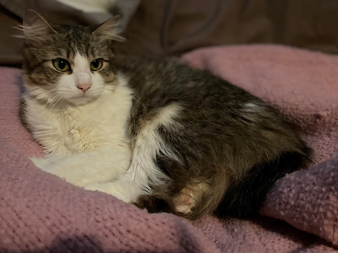 Enlarge Rusher, a Adopted Domestic Medium Hair in Newtown, CT image 2/4