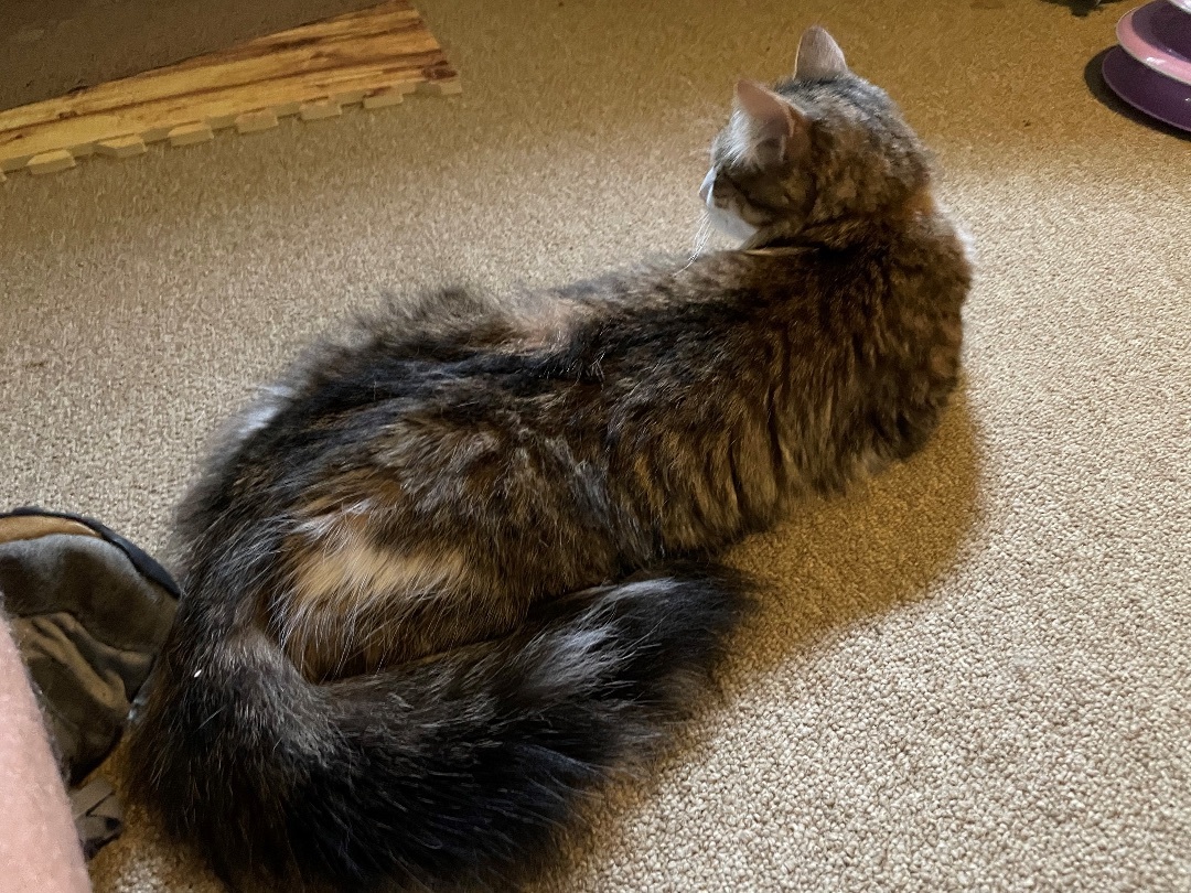 Enlarge Rusher, a Adopted Domestic Medium Hair in Newtown, CT image 3/4