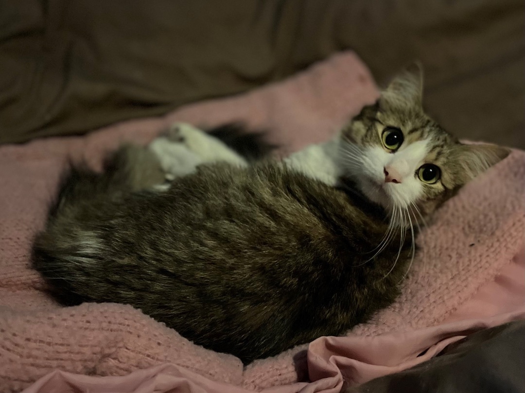 Enlarge Rusher, a Adopted Domestic Medium Hair in Newtown, CT image 4/4