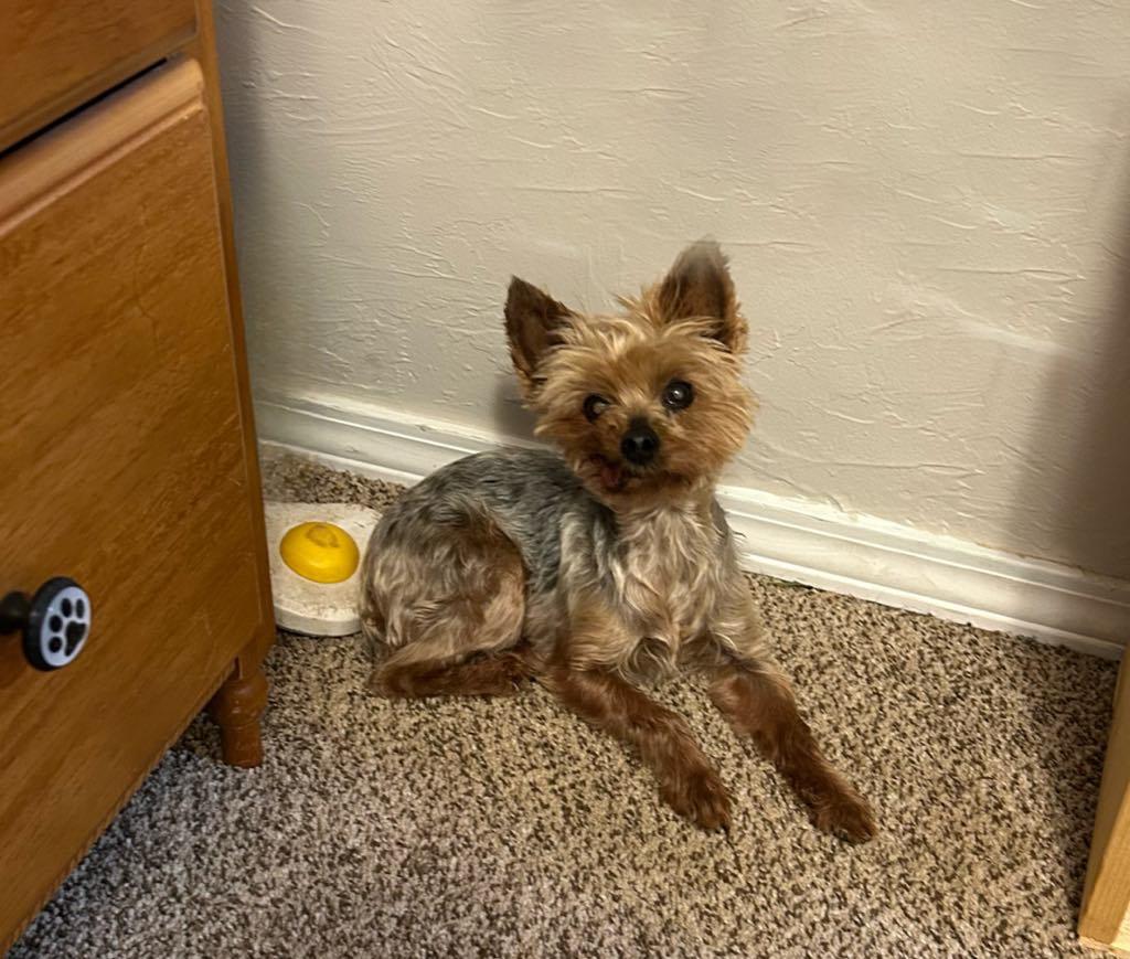 Angel, a Adopted Yorkshire Terrier in Mcloud, OK image 1/4