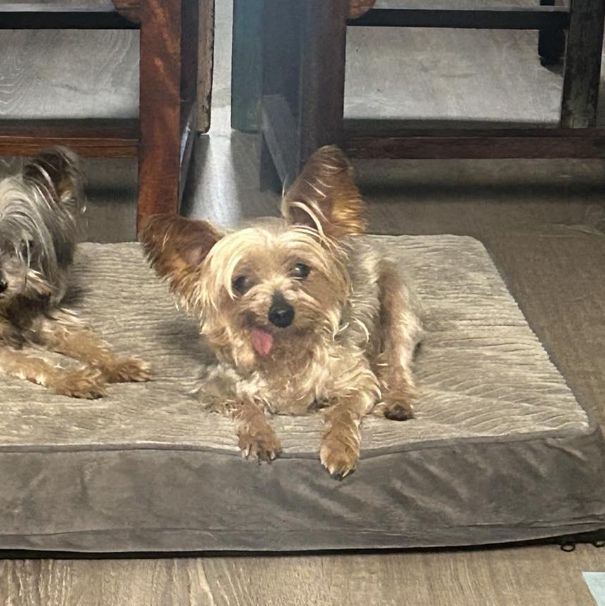 Angel, Adopted, Senior Female Yorkshire Terrier.